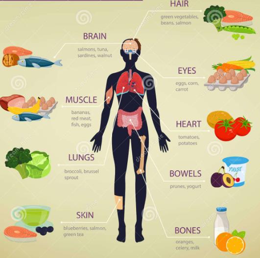 detailed-notes-human-body-and-nutrition-part-4-class-5-notes-edurev