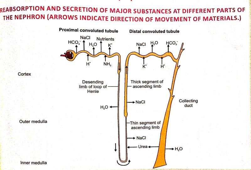 Human Excretory System NEET Notes | EduRev