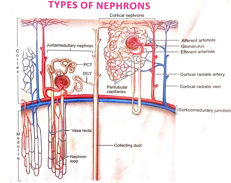 Human Excretory System NEET Notes | EduRev