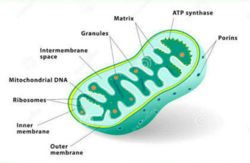 Mitochondria definition essay image