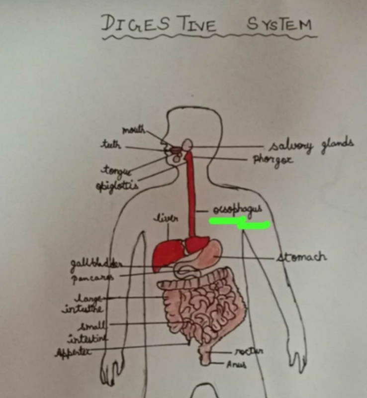 What Is The Second Name Of Food Pipe EduRev Class 10 Question