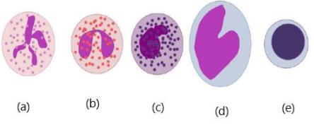 Where (a) Is A Neutrophil, Identify The Other Four WBCs?a)Lymphocyte ...