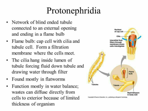 protonephridia platyhelminthes)