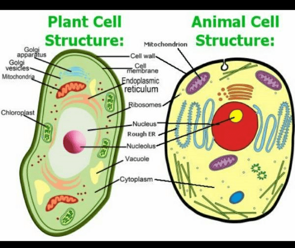 Here It Is The Labeled Diagram Of Plant And Animal Cell Class 9 Notes Edurev