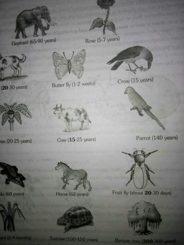 Lifespan Of Crow Related Sexual And Asexual Reproduction