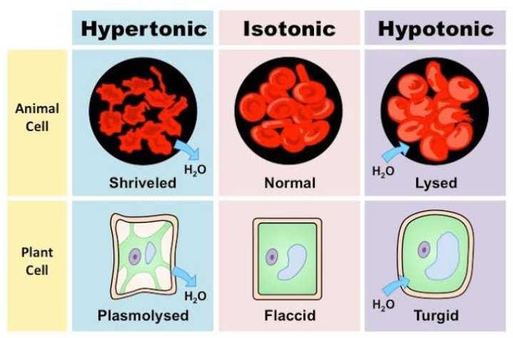 diagrammatic-presentation-on-the-chart-paper-of-cells-placed-in-different-types-of-osmotic