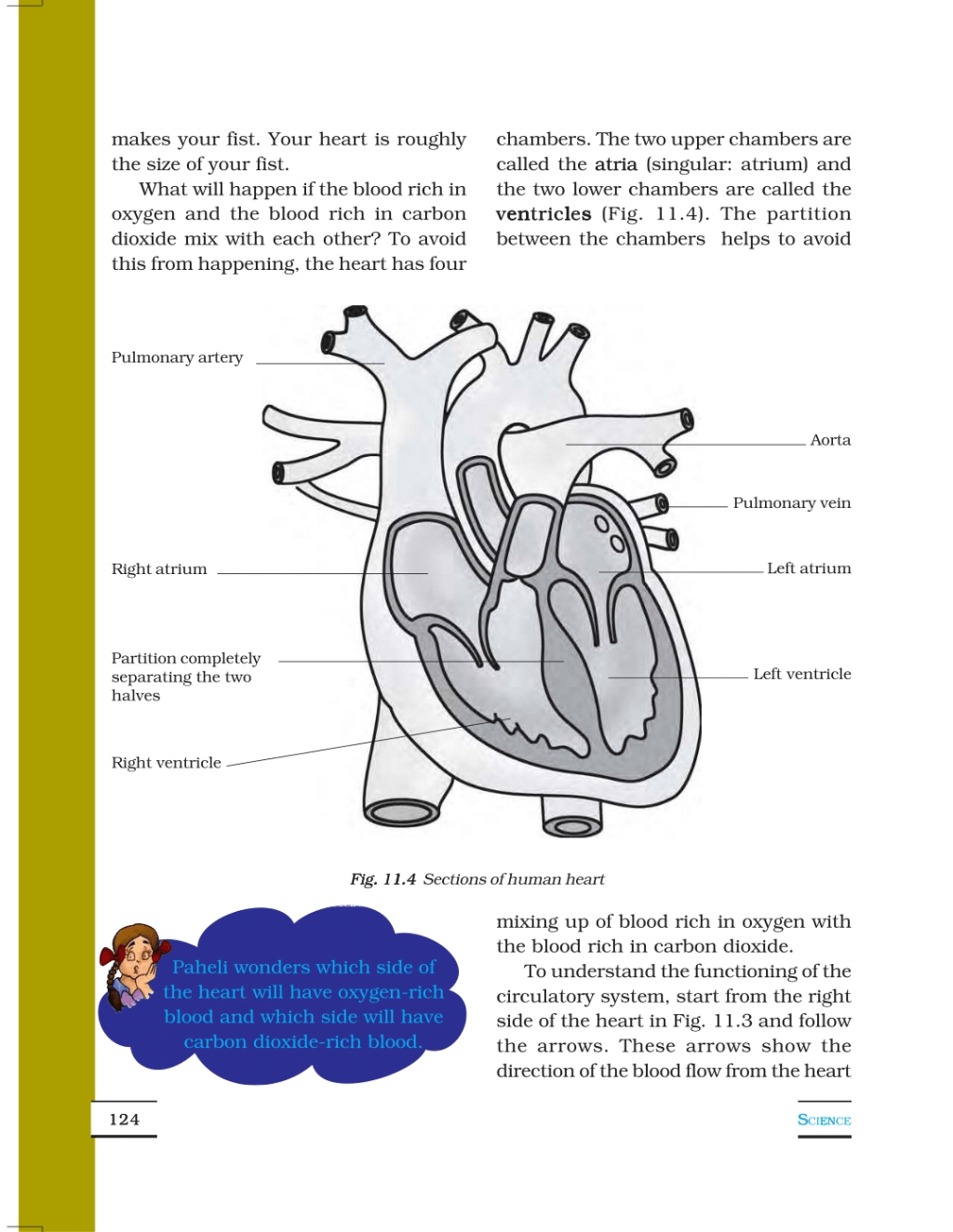 Transportation In Animals And Plants - Class 7, Science Class 7 Notes ...