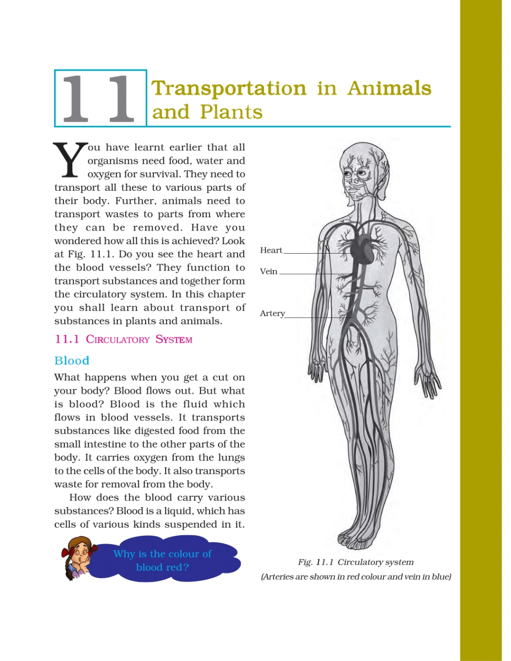 case study on transportation in animals and plants class 7