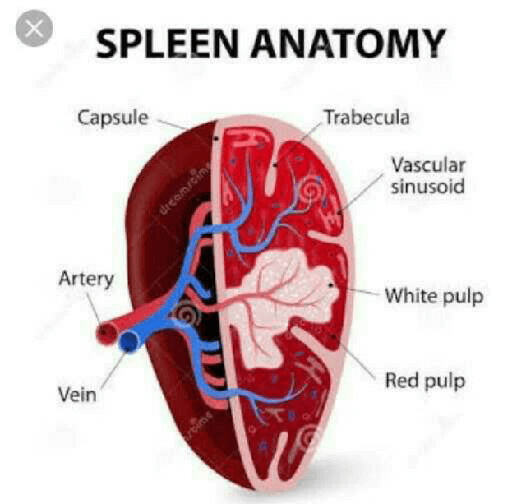 which-is-known-as-blood-bank-of-human-body-edurev-neet-question