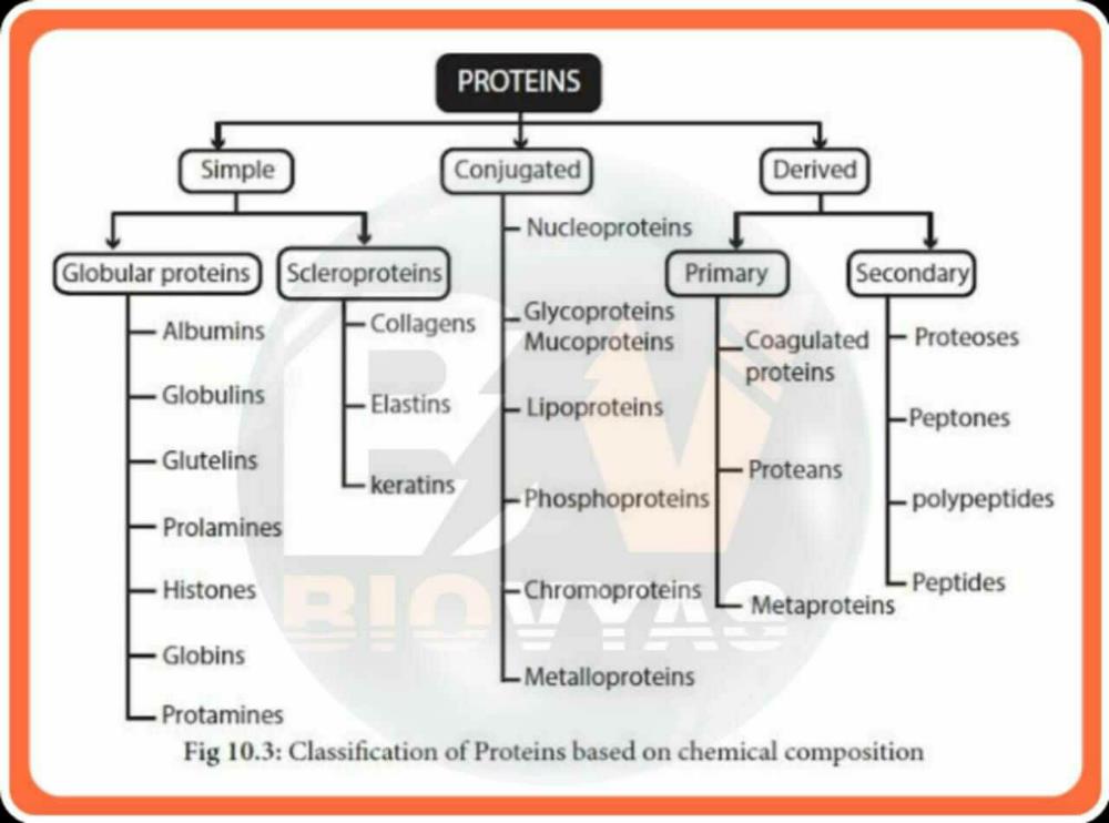 Its Just A Rapid Revision Notes On Classification Of Protein Don T   2910349 1570bd00 85c5 431b 8deb C5877b1da70d Lg 