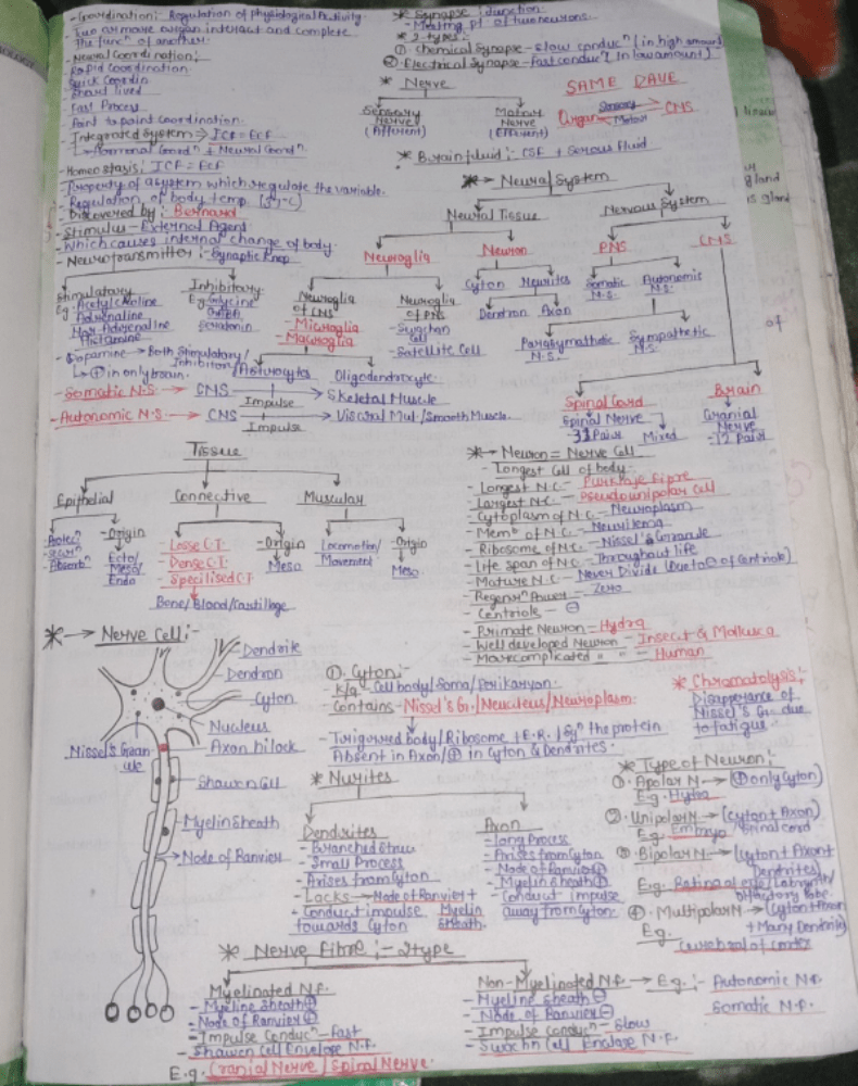 Neural Control and Coordination Short Notes. NEET Notes EduRev