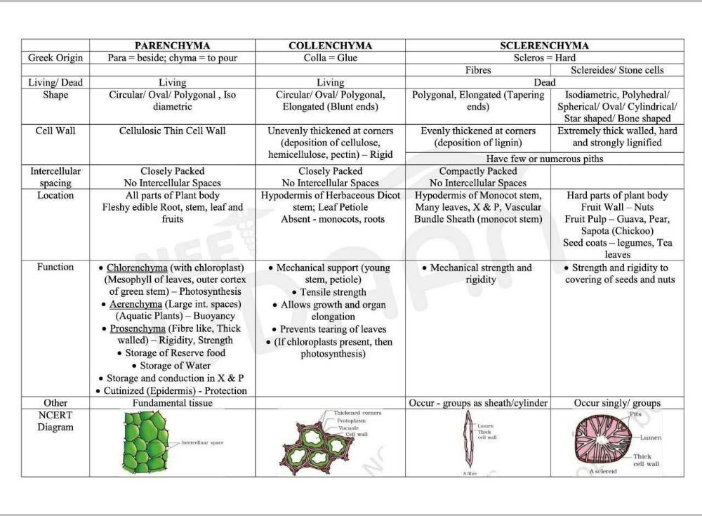 Difference Between Collenchyma And Sclerenchyma