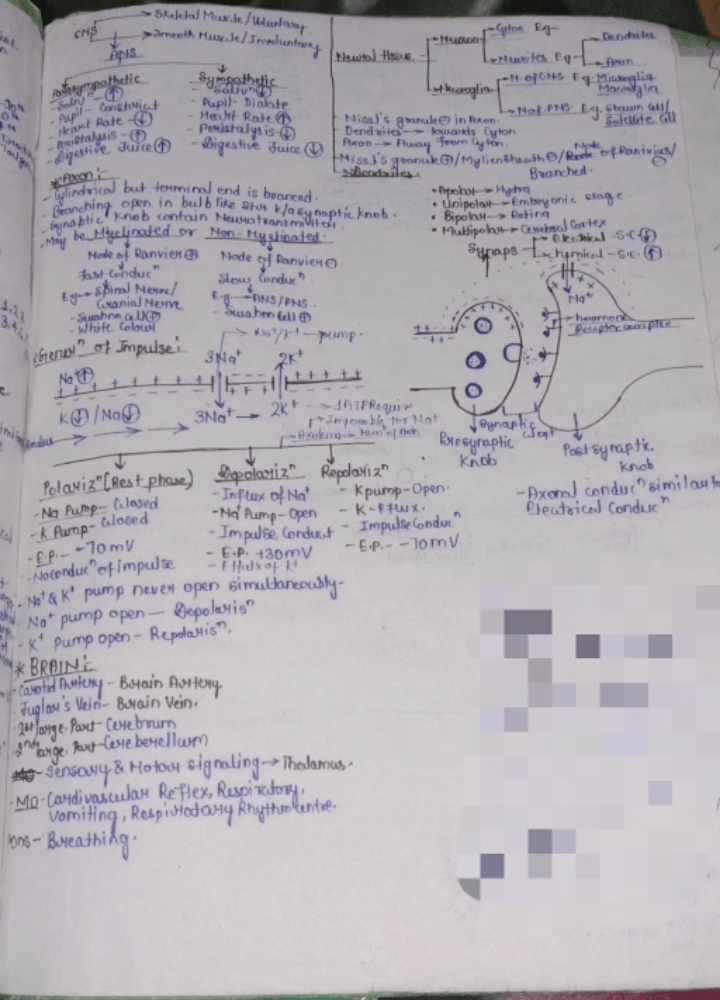 Neural Control and Coordination : Short Notes. NEET Notes | EduRev