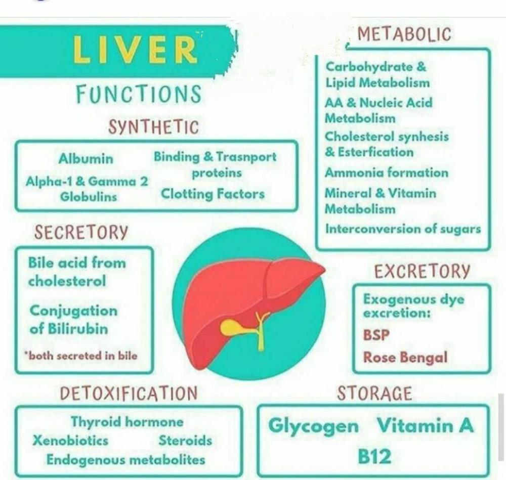 About Liver____For rest of notes and flash cards and tricks, enroll