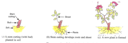 Lakhmir Singh & Manjit Kaur: How do Organisms Reproduce?, Solutions- 2 - Notes | Study Science Class 10 - Class 10