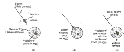 Lakhmir Singh & Manjit Kaur: How do Organisms Reproduce?, Solutions- 3 - Notes | Study Science Class 10 - Class 10