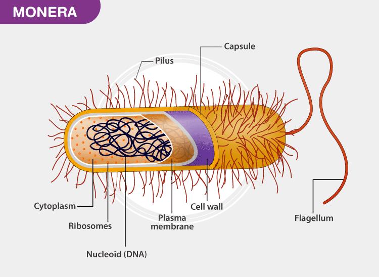 NCERT Exemplar - Biological Classification (Part-2) NEET Notes | EduRev