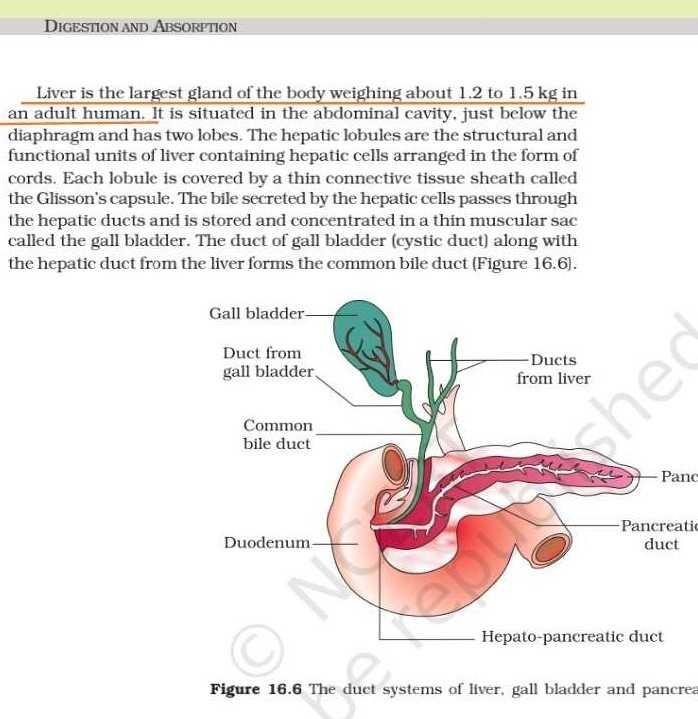 What is the largest gland of body? EduRev NEET Question