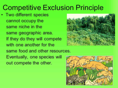 what-s-gause-competitive-exclusion-principle-edurev-neet-question