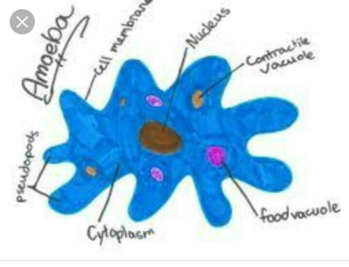 Expain Amoeba Diagram Edurev Class 8 Question