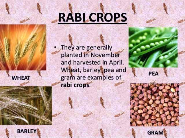 example-of-a-rabi-crop-edurev-class-8-question