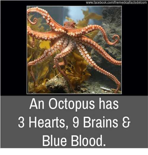 how many hearts does an octopus have how many hearts does an octopus have