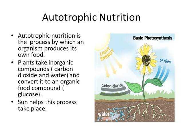 the-autotrophic-mode-of-nutrition-require-edurev-class-10-question