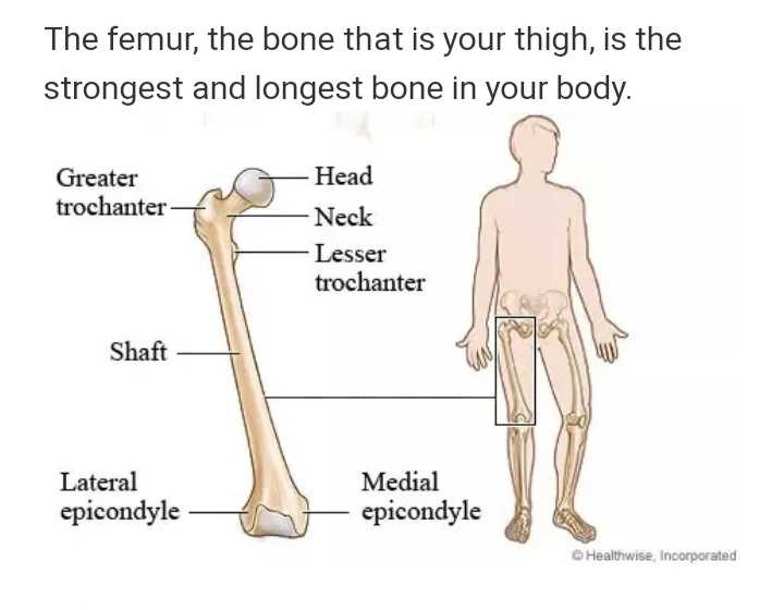 which is the longest bone in human body? | EduRev Class 10 Question