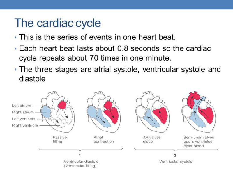 What is cardiac cycle?explain? | EduRev Class 10 Question
