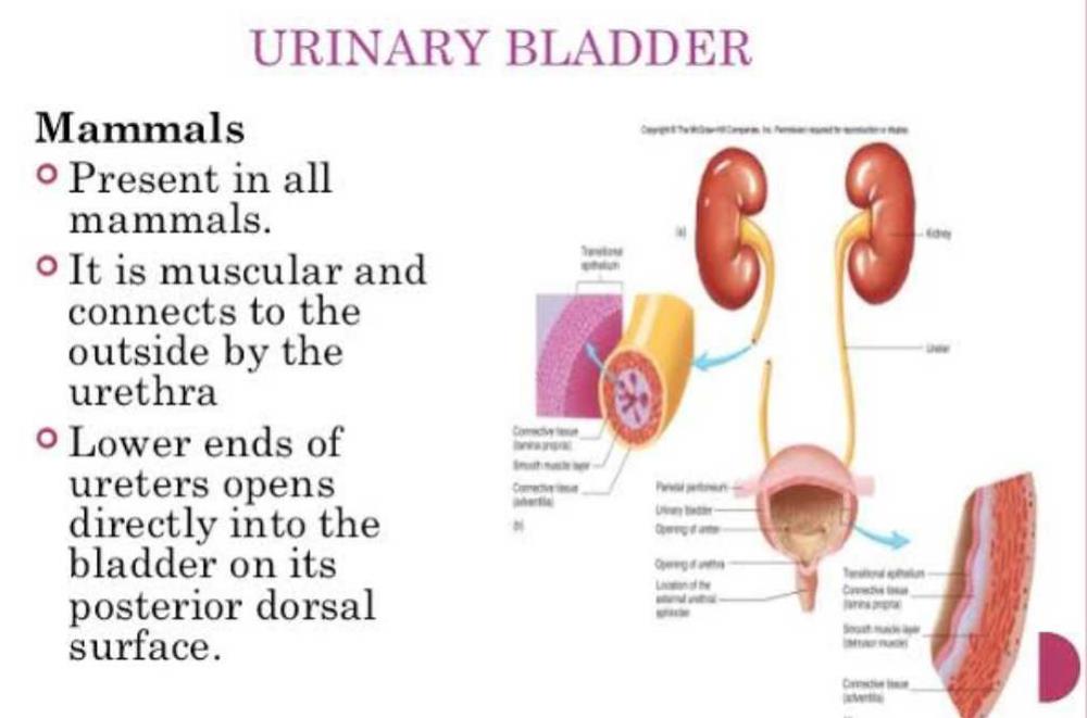 In mammals, the urinary bladder opens into :-a)Uterusb)Urethrac