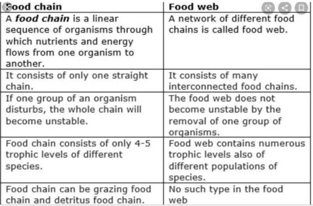 what-is-the-difference-between-food-chain-and-food-web-related-food