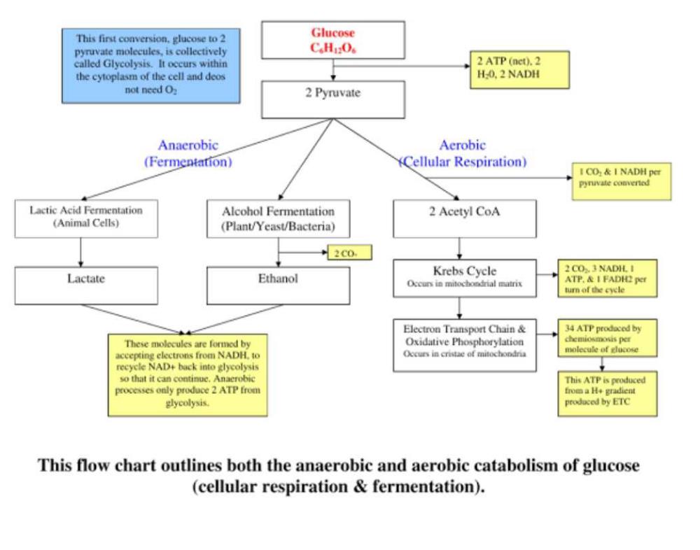 Flow Chart Of Respiration In Humans