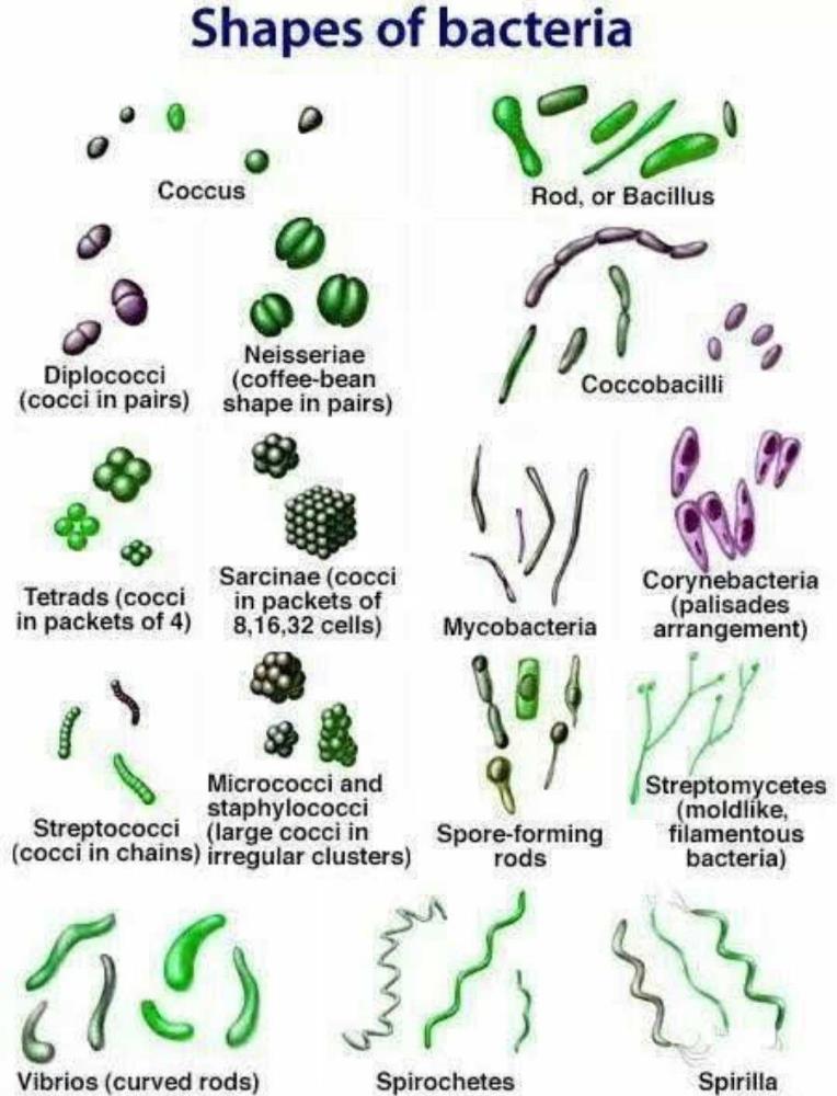 4 bacteria shapes