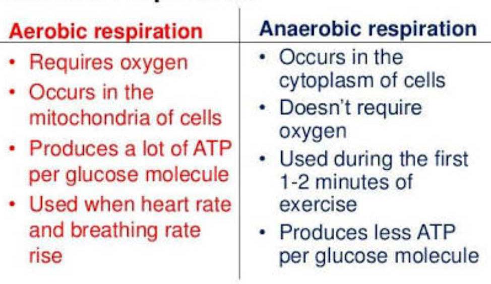 Difference Between Aerobic And Anaerobic Respiration Edurev Class 10