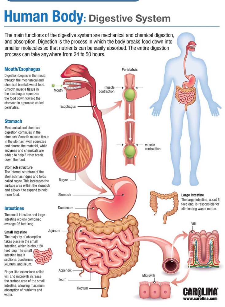 what is the process of the digestive system