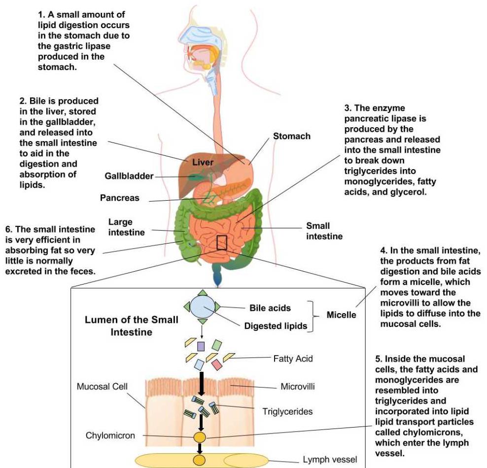 explain-the-process-of-digestion-in-humans-related-human-digestive