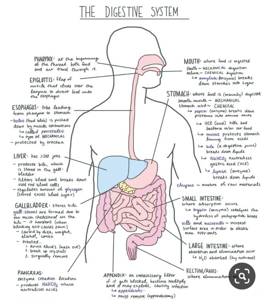 human digestive system? | EduRev Class 10 Question