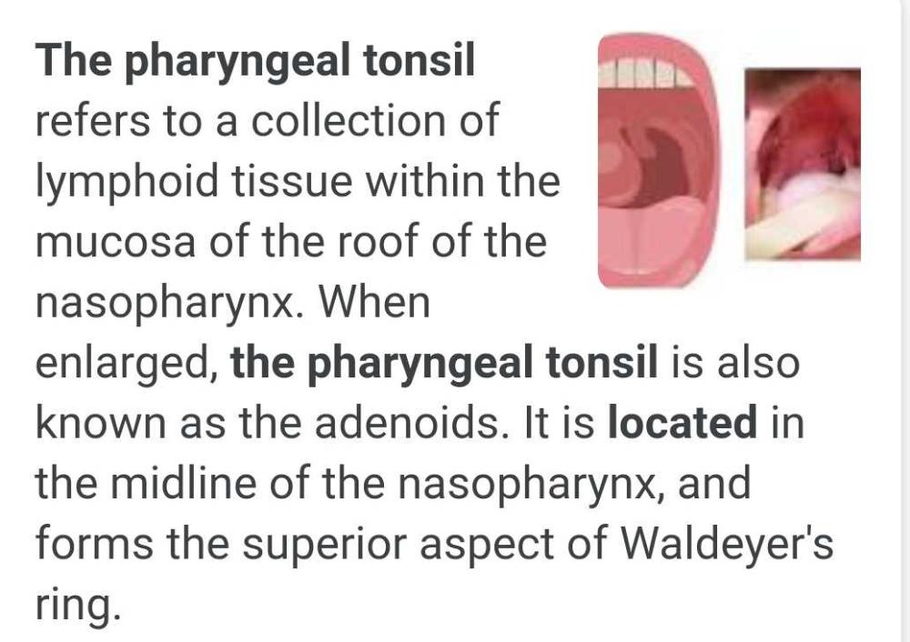 pharyngeal-tonsils-pictures-pharyngeal-tonsils-pictures-pharynx