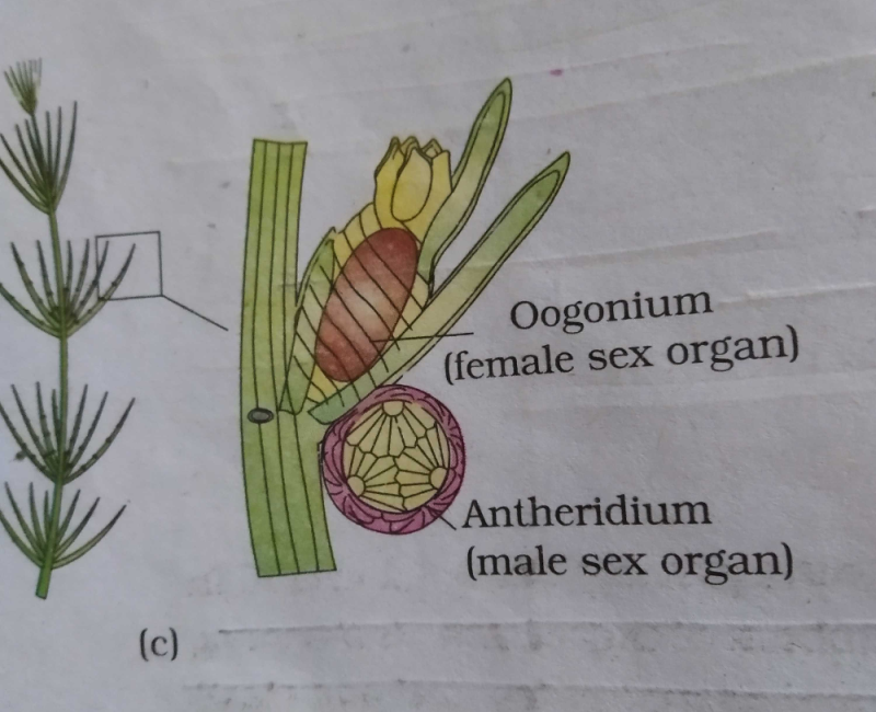 Monoecious plant of Chara shows occurrence of [NEET 2013]a)stamen and