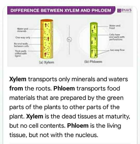 Write down the difference between xylem and phonem ...