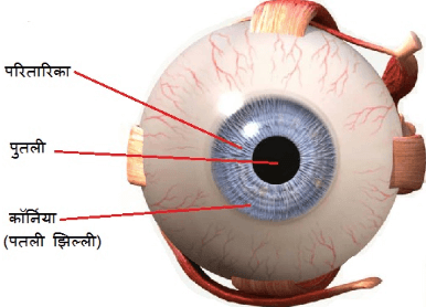 नोट्स, पाठ - 11 मानव नेत्र तथा रंगबिरंगा संसार (कक्षा दसंवी) Class 10 Notes | EduRev