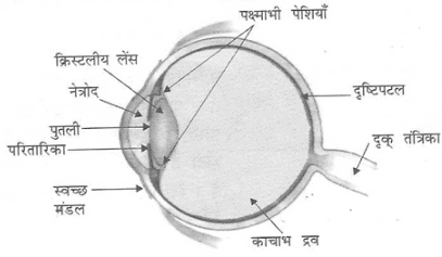 नोट्स, पाठ - 11 मानव नेत्र तथा रंगबिरंगा संसार (कक्षा दसंवी) Class 10 Notes | EduRev