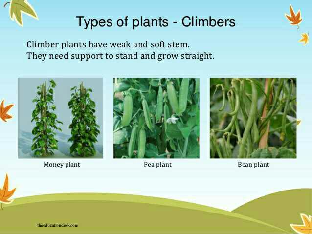 The plants having weak stem and take support on neighbouring structures ...