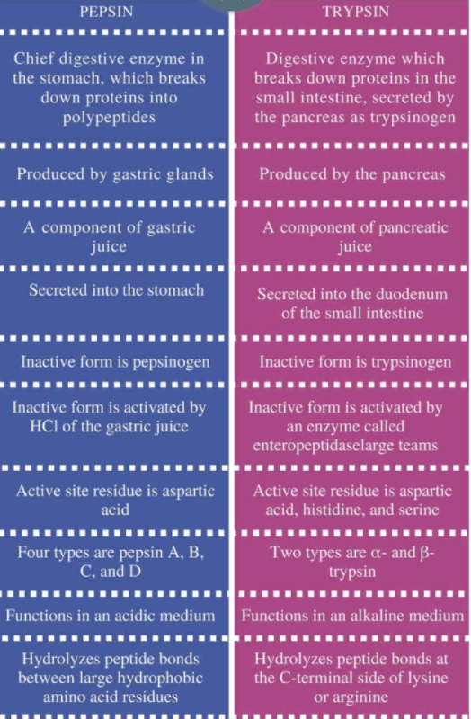 difference-between-pepsin-and-trypsin-edurev-class-10-question