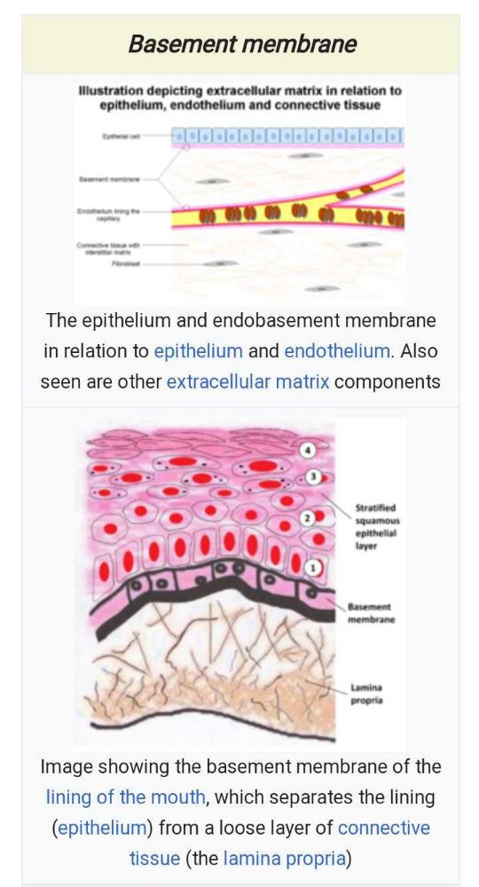 Basement membrane is made up of[1997]a)epidermal cells onlyb)endodermal ...