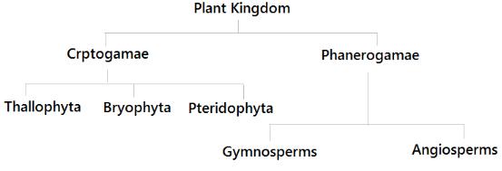 Revision Notes - Plant Kingdom NEET Notes | EduRev
