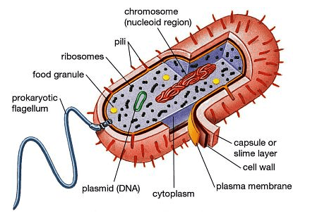 Revision Notes - Biological Classification Neet Notes 