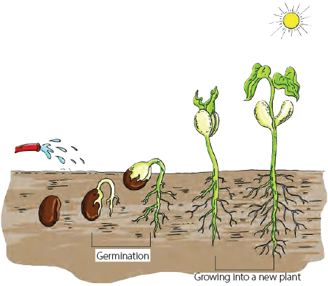 Chapter Notes: Parts of a Plant Notes | EduRev