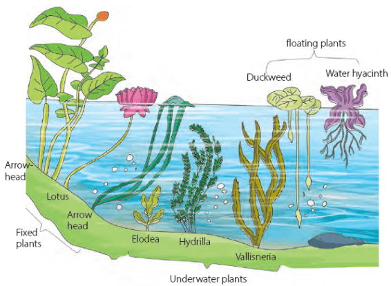 Chapter Notes Adaptations In Plants Class 4 Notes Edurev Chapter Notes Adaptations In Plants Class 4 Notes Edurev