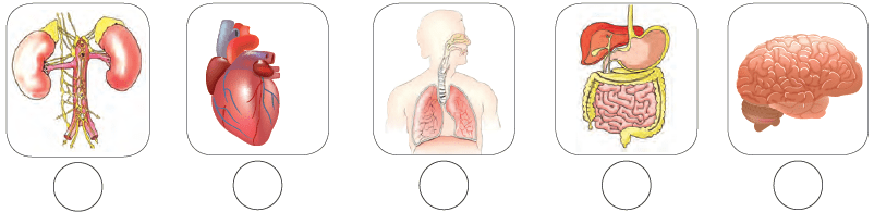 worksheet human body organ systems notes study science for class 3 class 3
